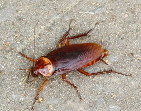Vluchtende kakkerlak